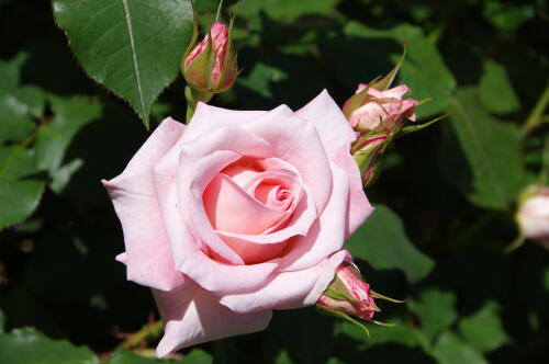 谷津バラ園のバラの花