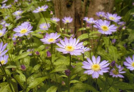 2012年5月15日　都忘れ.jpg