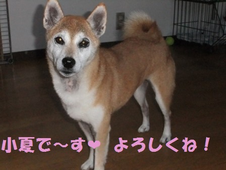 konatu.jpg