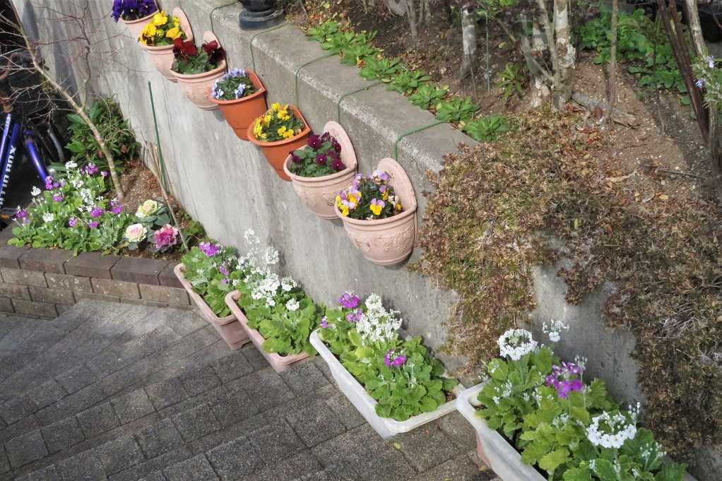 庭の花 クリスマスローズ開花 西洋桜草 ビオラ バラ 蜜柑メジロ 切り干し大根 大分金太郎の花鳥蝶月 楽天ブログ 庭の花 クリスマスローズ開花 西洋桜草 ビオラ バラ 蜜柑メジロ 切り干し大根 大分金太郎の花鳥蝶月 楽天ブログ