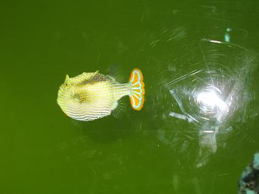 葛西水族園10