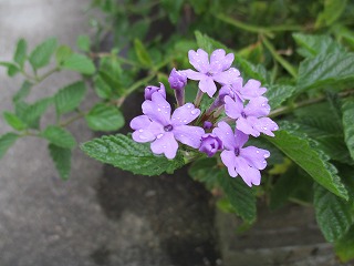 IMG_0498ss.jpg