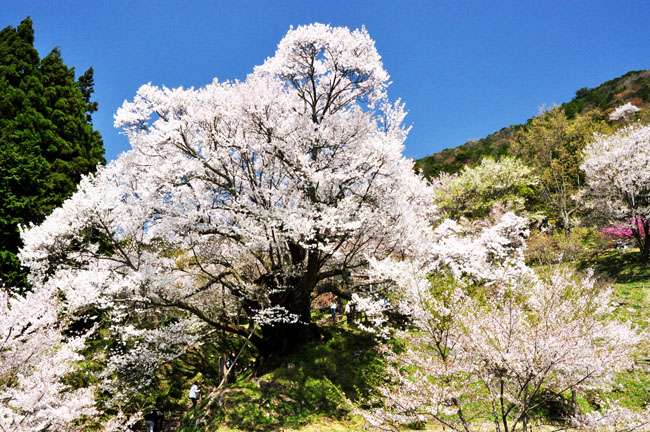 桜６