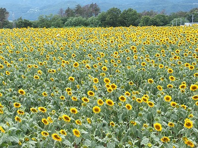 20140805ひまわり