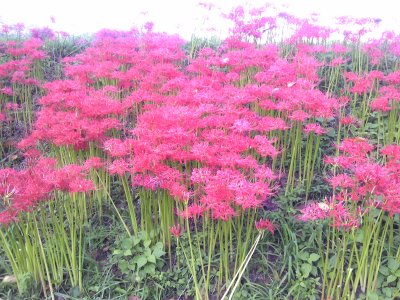 曼珠沙華13.jpg