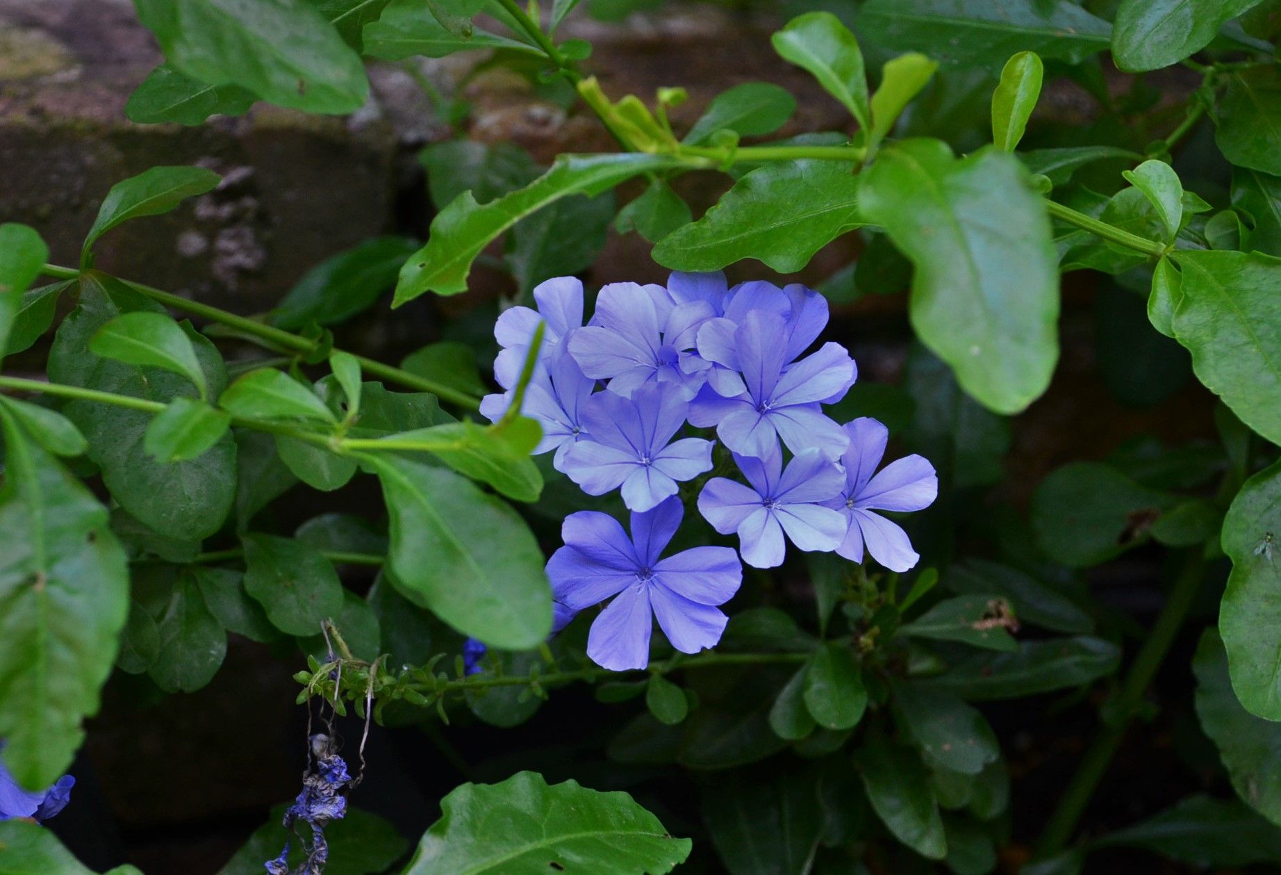 日陰でも育つ夏の花 種プレゼントについて ようこそブルーガーデンへ 楽天ブログ