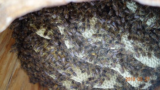 日本ミツバチの巣の中をのぞいて見ました。 | キマルの開発日記 - 楽天 