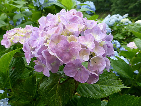 P1270563.jpg