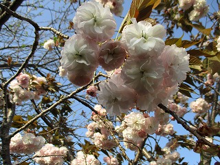 IMG_9811ss.jpg