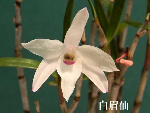 セッコク セッコク花工房 八竜園 楽天ブログ