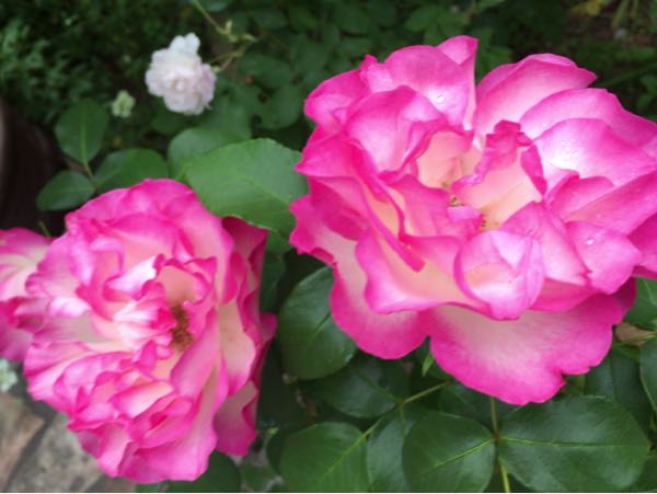 rblog-20170524235026-01.jpg