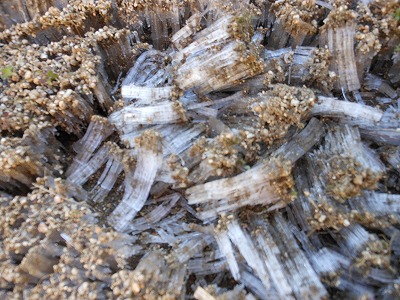 DSCN0080.jpg
