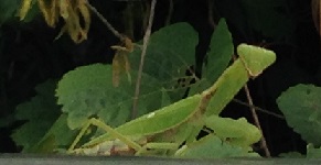 IMG_4048 1.jpg