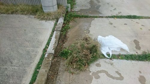 隣の侵入芝生の除去 孤独なバツイチ男の転落人生 楽天ブログ