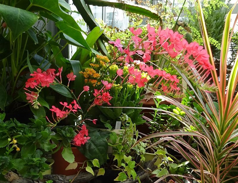 7月1日 今日の一花 その２ プルンバーゴ インディカ アカマツリ 赤茉莉 Gazengamaのブログ 散歩中に出合った花と趣味の陶芸作品 楽天ブログ