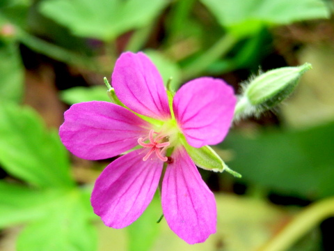 ゲンノショウコの花20121007