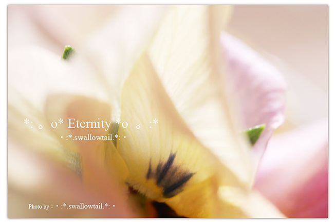 Photo by swallowtail　5D.jpg