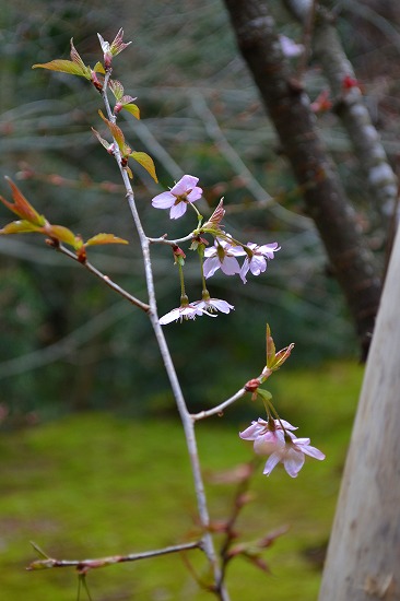 s-DSC_0885.jpg