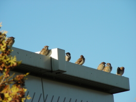 2014-10-24suzume (1).JPG