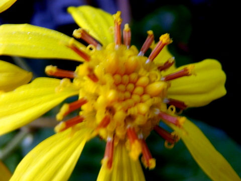 ツワブキの集約雄蕊