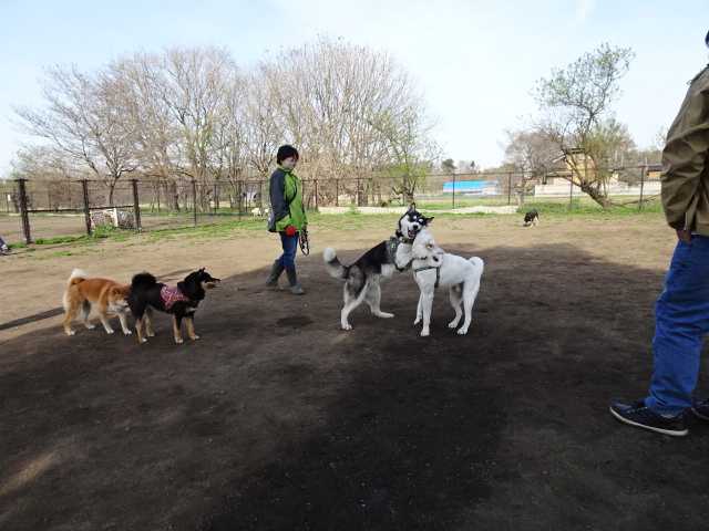 犬同士の取っ組み合いも良い勉強 柴犬 カイ と茶トラ にゃん のブログへようこそ 楽天ブログ