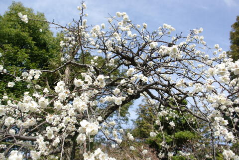 池上梅園