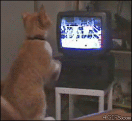 11_04_16 - 1.gif