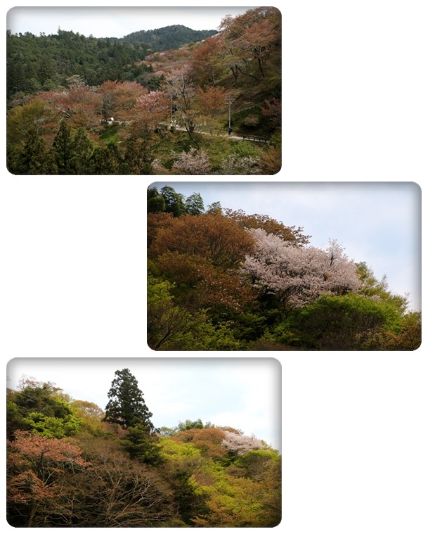 吉野山-11 中千本 16.4.12