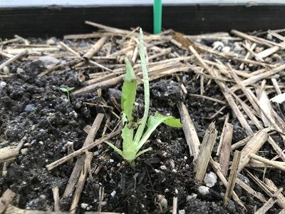 第２弾のサラダ菜に虫の食害が チョロミィの家庭菜園日記 楽天ブログ