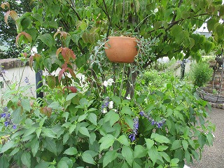 IMG_4667ss.jpg
