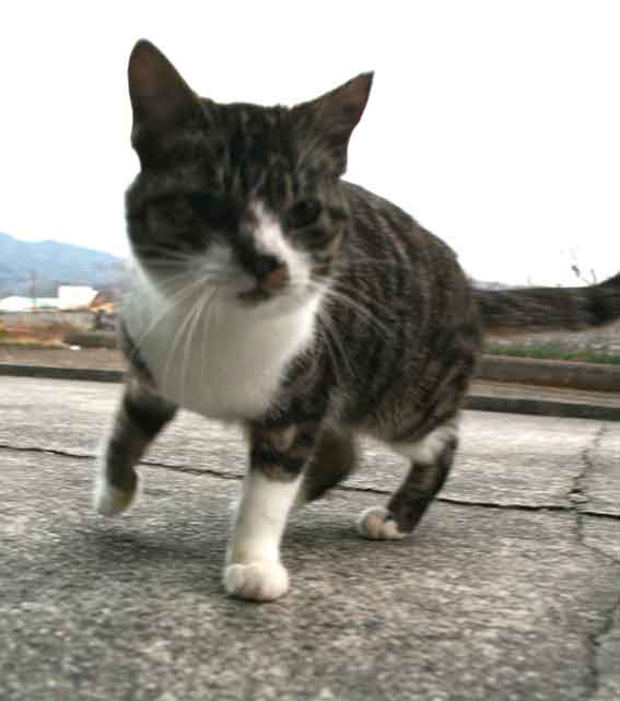 我が家のニャンコ♪2013/1/25-2