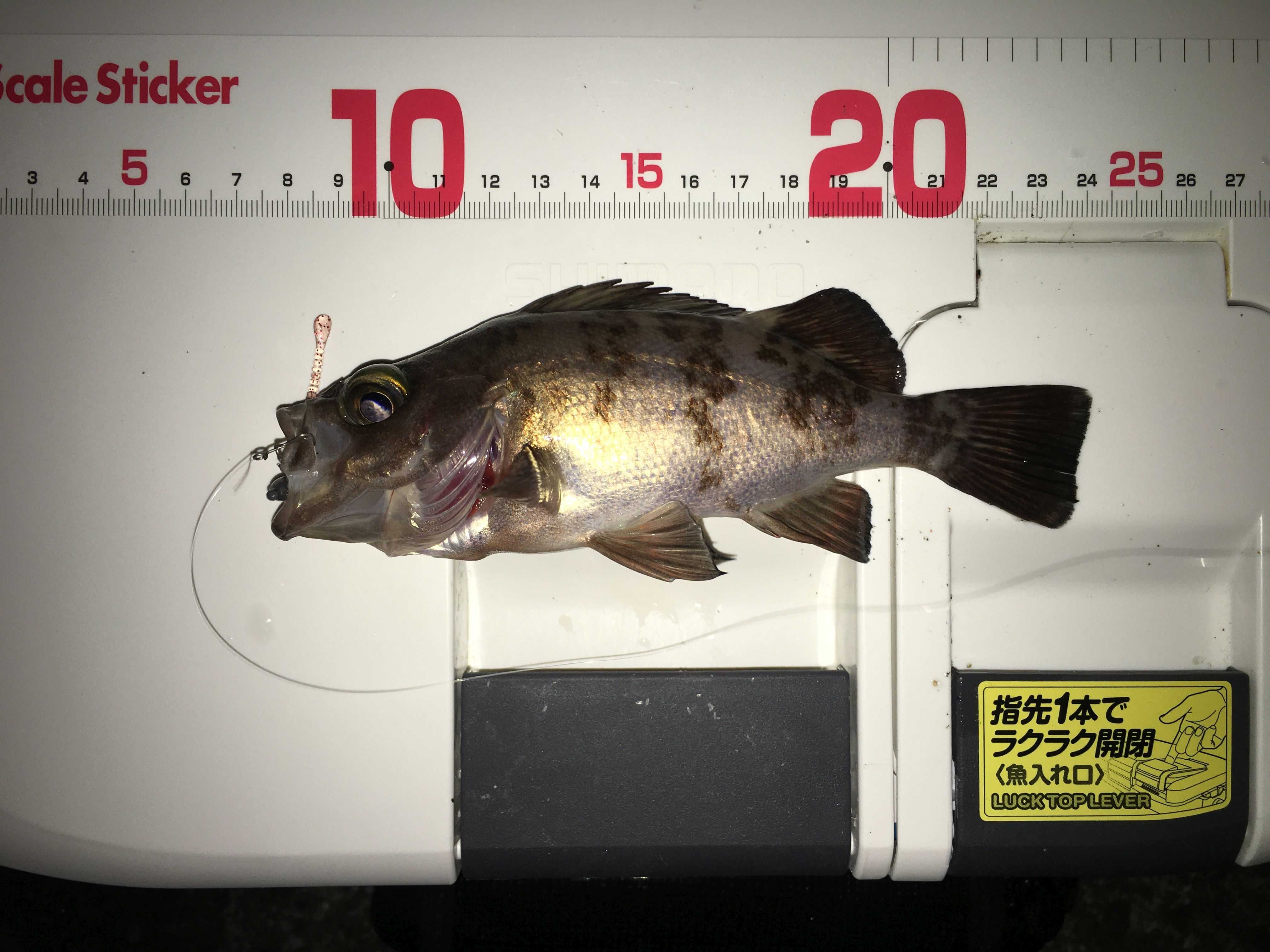 カテゴリ未分類 地を這う虫 楽天ブログ