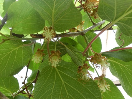 キーウィの花