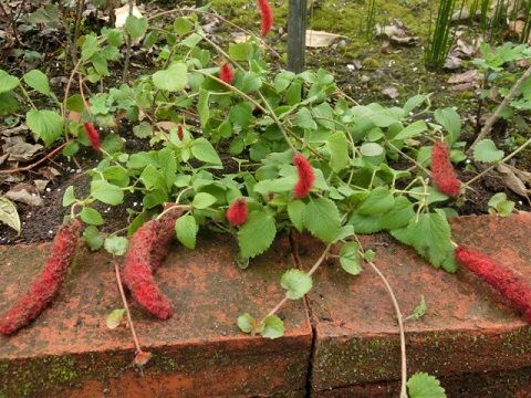 キャットテールの冬越し準備 また小菊 一歩前へ 静かな時が流れる 風の庭 楽天ブログ