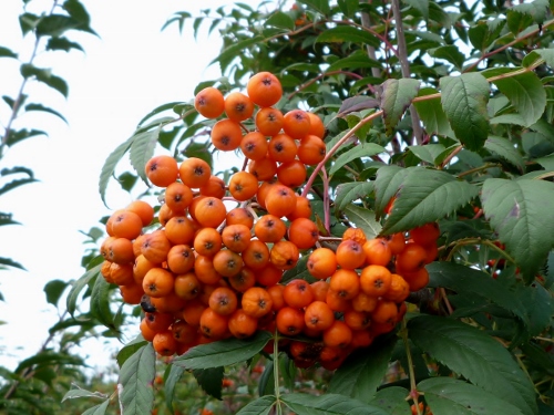 P1150489 (500x375).jpg