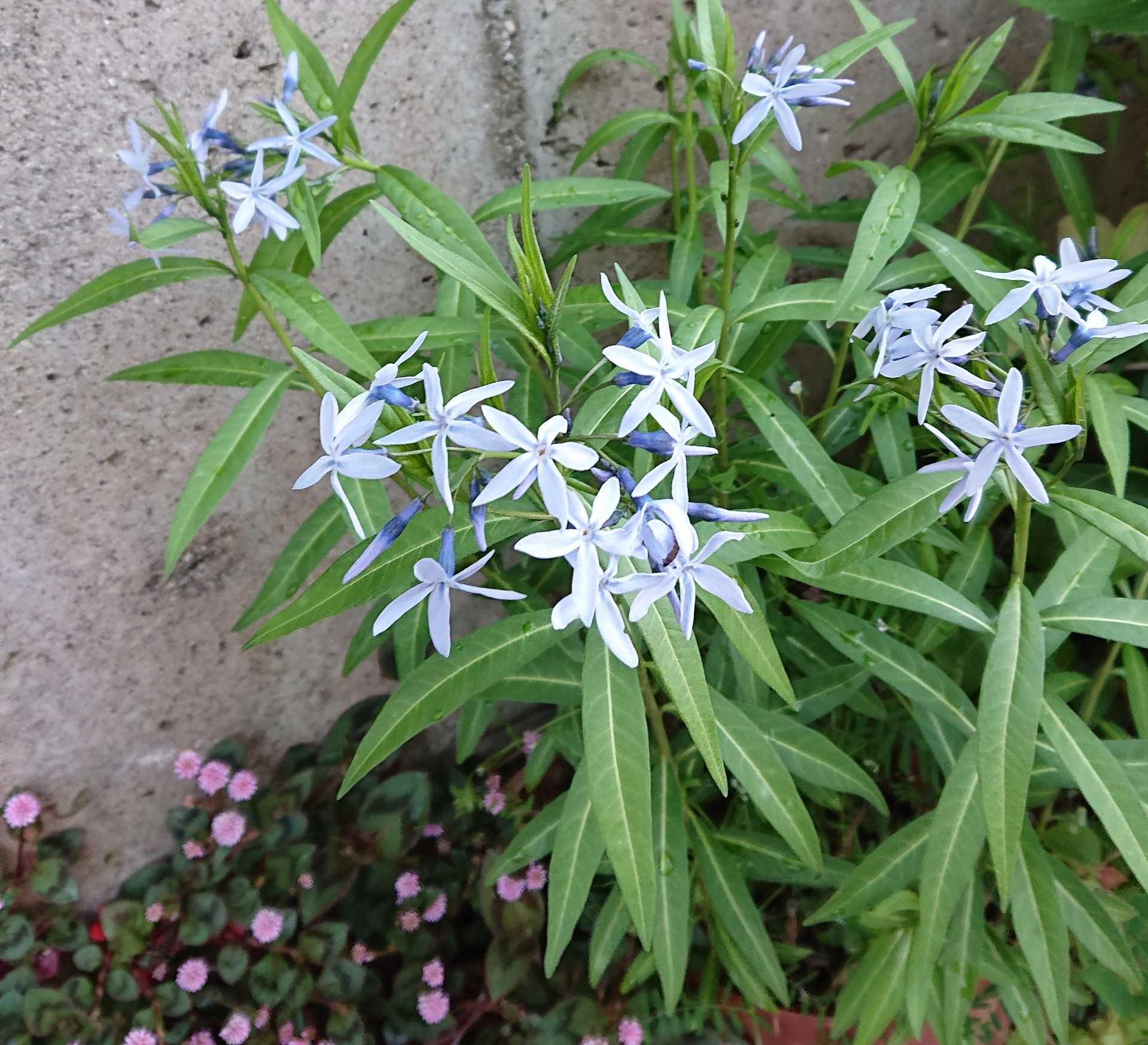 チョウジソウ咲きました 趣味は園芸だけれども 楽天ブログ