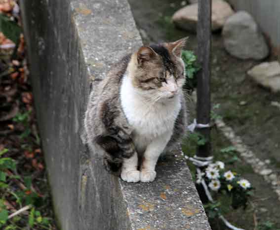我が家のニャンコ♪2015/12/19-3