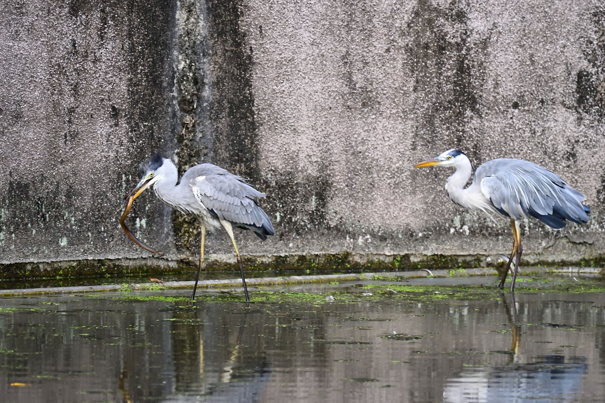 アオサギのタウナギ狩り!成鳥から幼鳥へ!!! | 野鳥との日常生活を綴る - 楽天ブログ