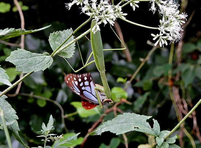 カマキリ1