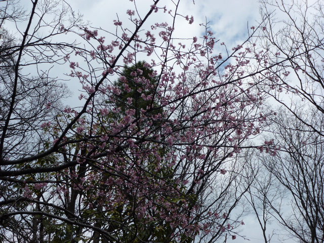 503 里桜