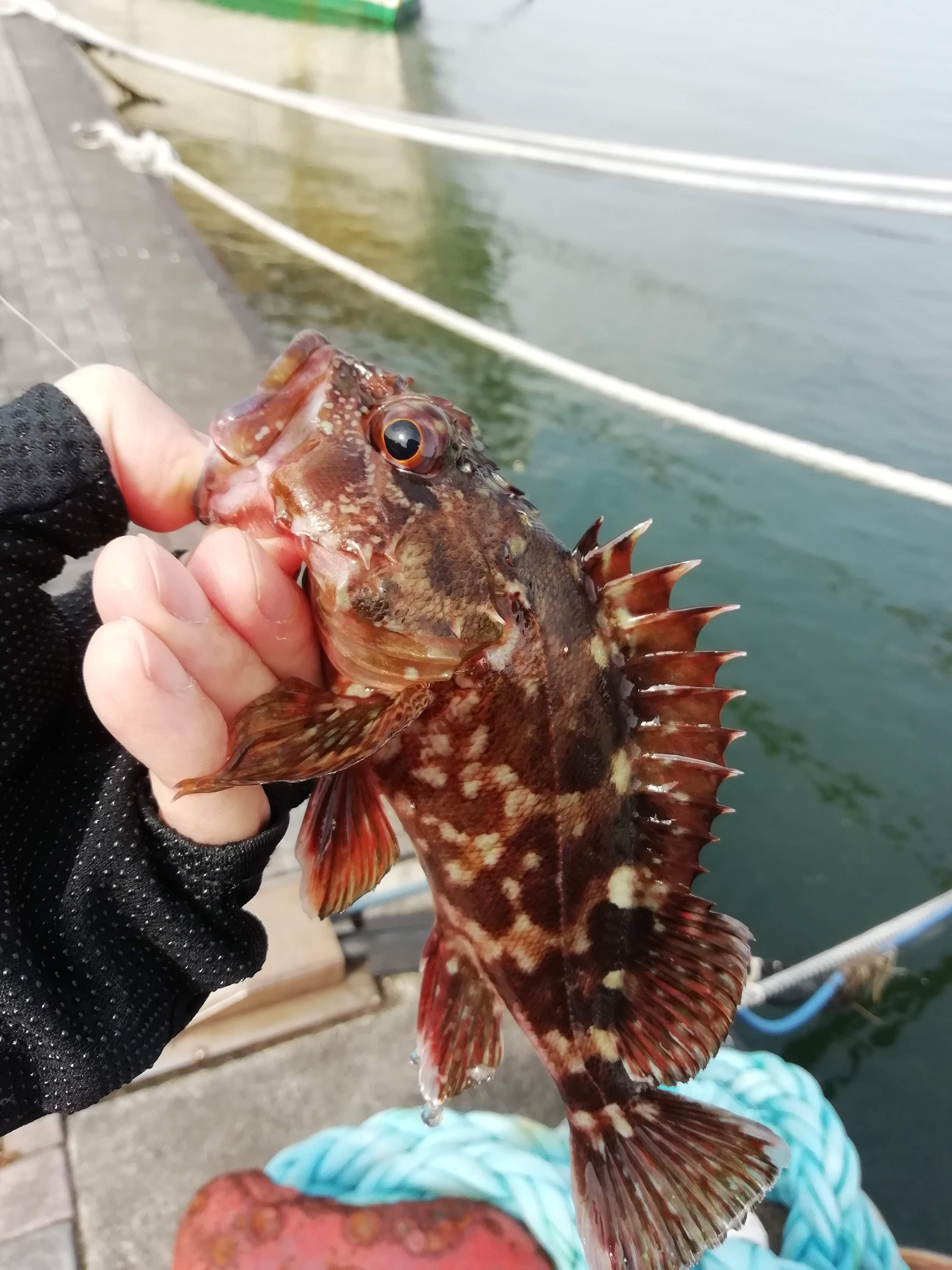 記事一覧 はやとの釣りブログ 楽天ブログ