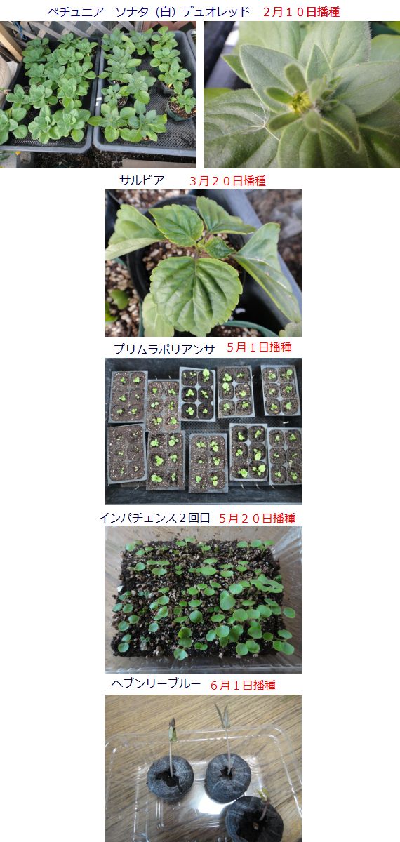色々な実生苗