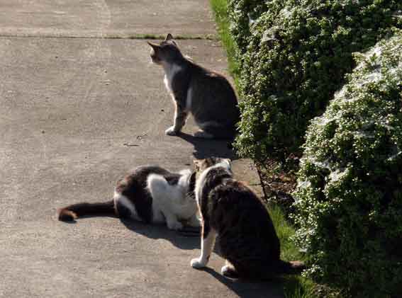 我が家のニャンコ♪2013/5/25-2