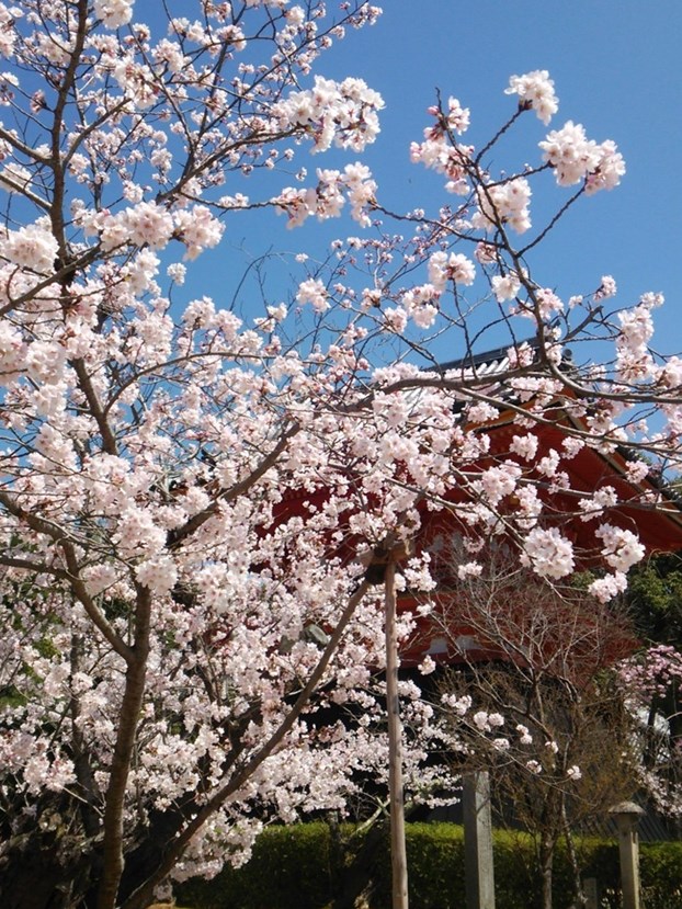 20150403仁和寺・染井吉野