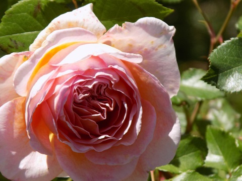 DSCN0519.JPG