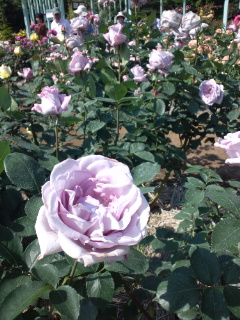 薔薇２.JPG