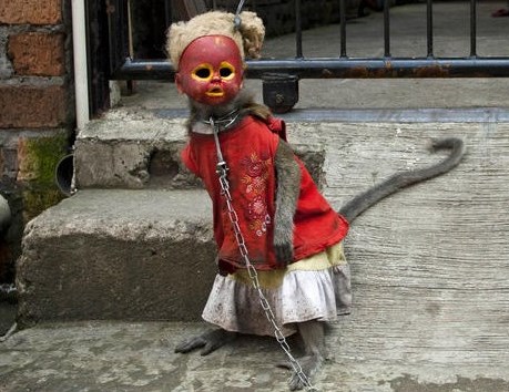 topeng monyet2.jpg