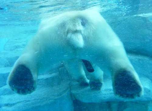 男鹿水族館ＧＡＯ