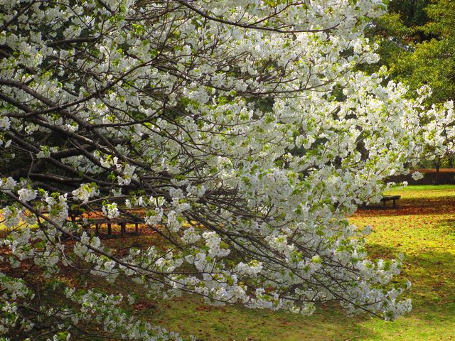 大嶋桜―３（城址公園）.jpg