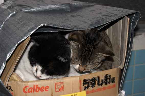 我が家のニャンコ♪2013/12/15-2